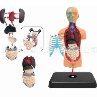 Human Organ Model Study Body Organ Toy Human Body Toy