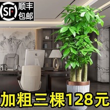 步步高发财树开业送礼客厅大盆栽室内植物乔迁绿植三杆树盆景