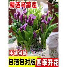 彩色马蹄莲种球进口带芽大球四季室内阳台盆栽苗易活花种球根绿植