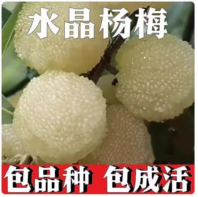 水晶杨梅苗树地栽南北方庭院盆栽种植嫁接杨梅特大果树苗当年结果