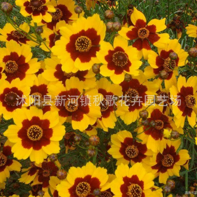 Змея Семена Хризантемы Тяньшань Снег Хризантема Двухцветный Кореопсис Семена хризантемы Легко расти Балкон Горшечное Растение Зеленое Растение Цветок Море