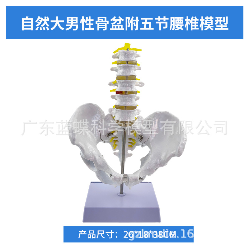 1��1���Թ���걾ģ���Ĺ����ǳܹ���ʾ��Ȼ�����������׵������