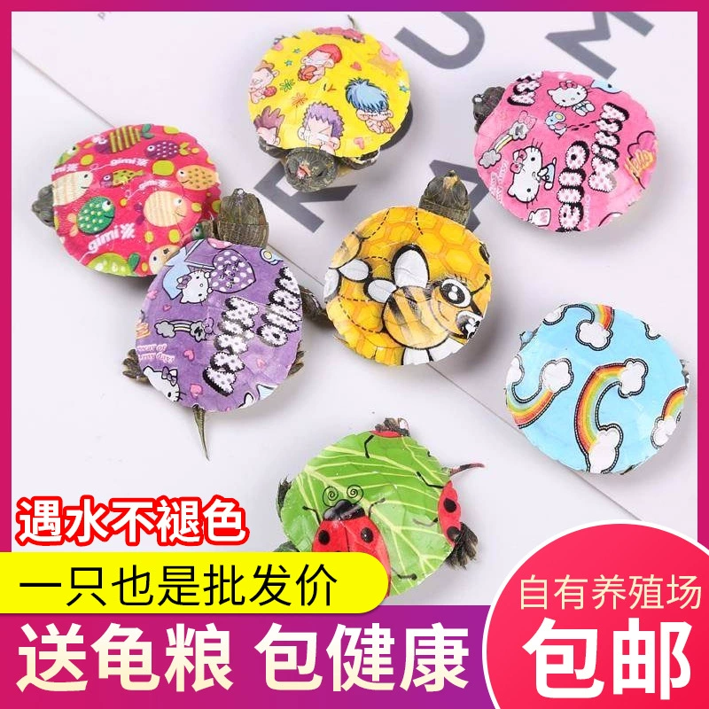 Красочная маленькая черепаха чистая красная красочная маленькая черепаха бразильская черепаха живой цвет мультфильм домашнее животное черепаха стойло фабрика оптом