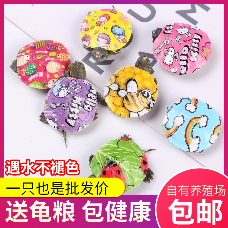 Colorful little turtle Net red colorful little turtle Brazilian turtle live color cartoon pet turtle stall factory wholesale