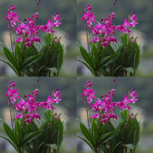 ˮ��������������ˮʯ���m���ļ��_��С�;Gֲ���������͟��m��