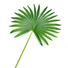 仿真大棕榈叶扇奎叶单片大绿叶子棕树叶单只/束装饰婚礼假叶子大