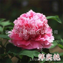 ���ĵ��������绨��ֲ���҃Ȼ��׻���B����ͥԺĵ�����������B