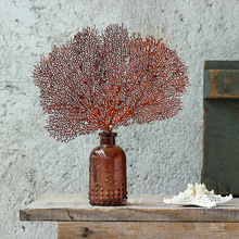 天然扇形海铁树红色海柳树家居装饰品创意摆件鱼缸造景婚庆道具