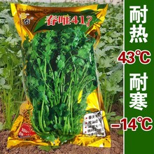 四季种香菜菜种盆栽种孑菜仔大全春菜籽蔬菜籽种大全秋冬季莱种子