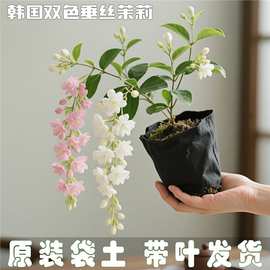 【双色垂丝茉莉】新品小叶多瓣耐热花卉泰国垂丝茉莉高档年宵花卉