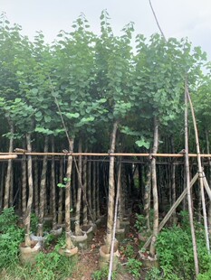 �m�����G�M���_�� �����G �V�|�ѻ�����׻���ͥԺ�ֵ��^���L����