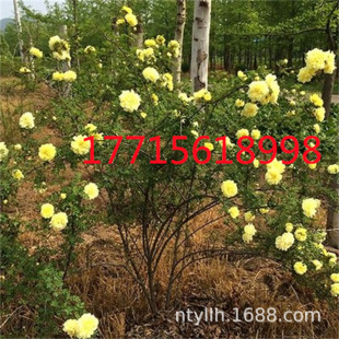 山红黄刺玫中草药植物东北刺玫果种苗南北方家庭花卉园艺盆栽四季-阿里巴巴