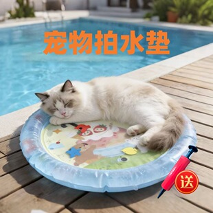 冰垫猫咪