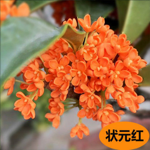 선정 [최고 학자 Gui]]