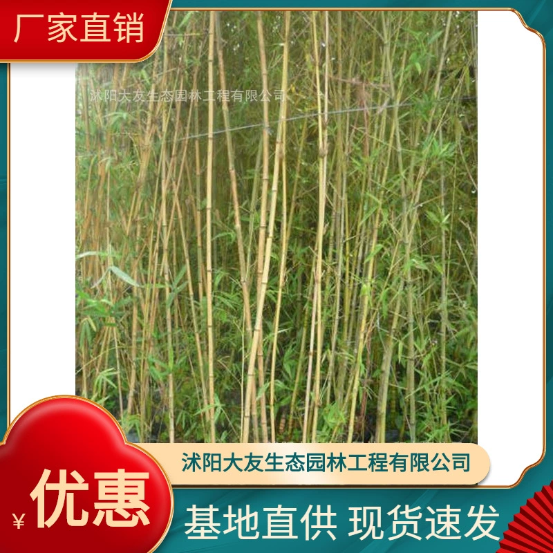 База оптом саженцы бамбука собственного производства ландшафтный дизайн живописных мест дорога садовая инженерия озеленение саженцев