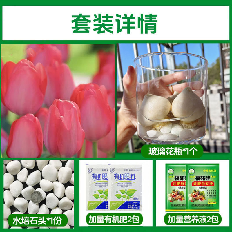 Round bottle hydroponic kit: a19 jani tulip 5 large bulbs + 2 nutrient solutions + 2 fertilizers + glass bottle + pebbles
