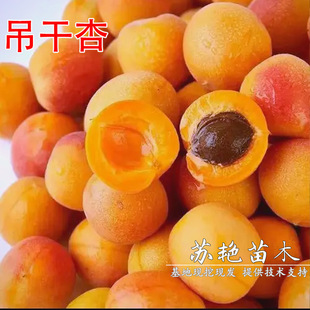 �½�С�t���� �����Ә��� �޽����Ә����������箔��Y���ϱ����N