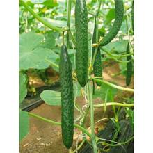 ߲˷NС[Ѵȫ˷N˲̨Բ˾²ļ