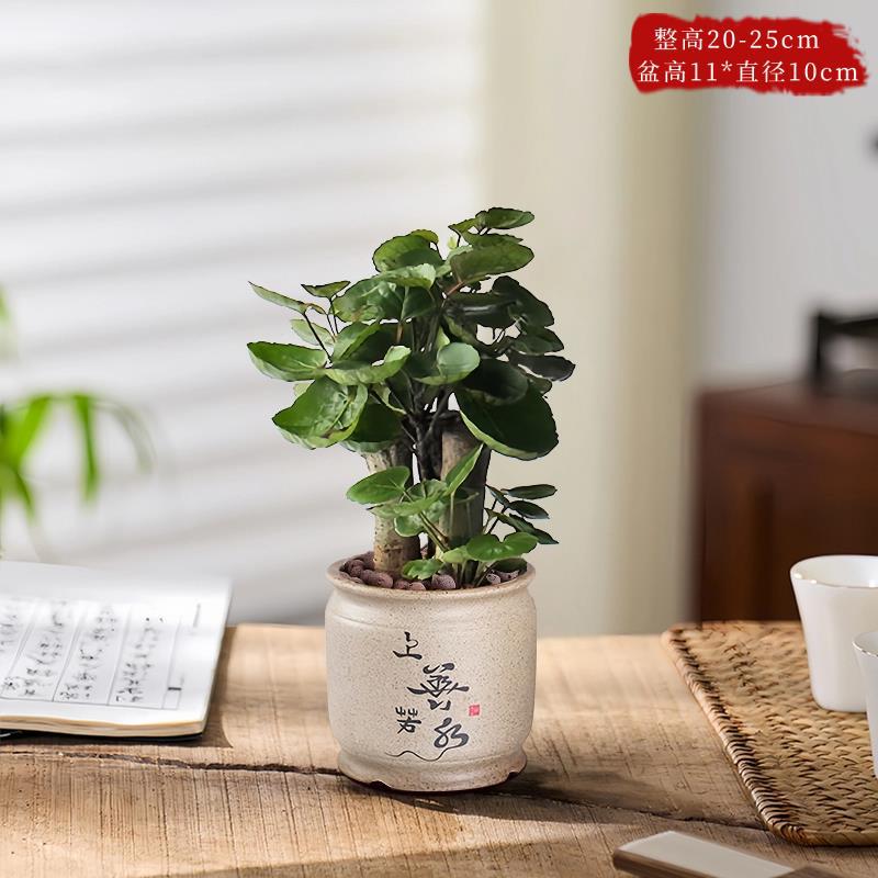 精品福禄桐+上善若水盆