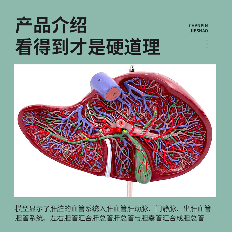 ����ε���Ѫ�ܸ����������ٽ���ģ��ҽѧ������Ƹε���ҽѧ�걾