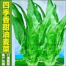 【油麦菜种子】大叶耐热四季农家阳台盆栽油麦苦菜大颗青菜种籽