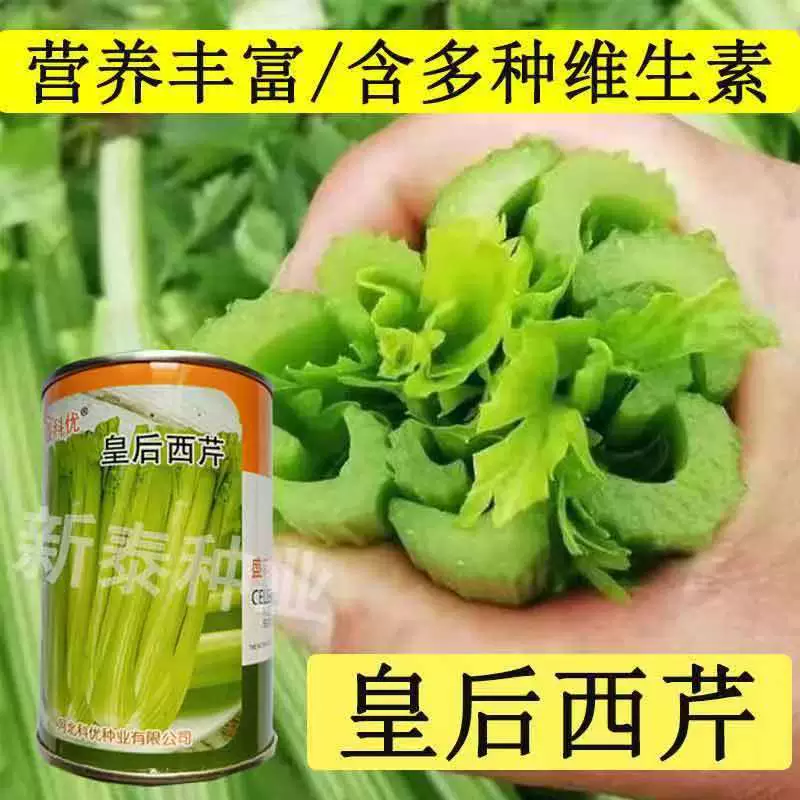 Четыре сезона Семена сельдерея Shengke You Queen Семена сельдерея Высокоурожайная устойчивость к болезням Ферма Овощной сад Полевые Семена овощей Горшечное растение