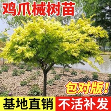 一件代发小叶鸡爪槭树苗原生苗鸡爪枫树苗庭院风景树苗绿化苗木
