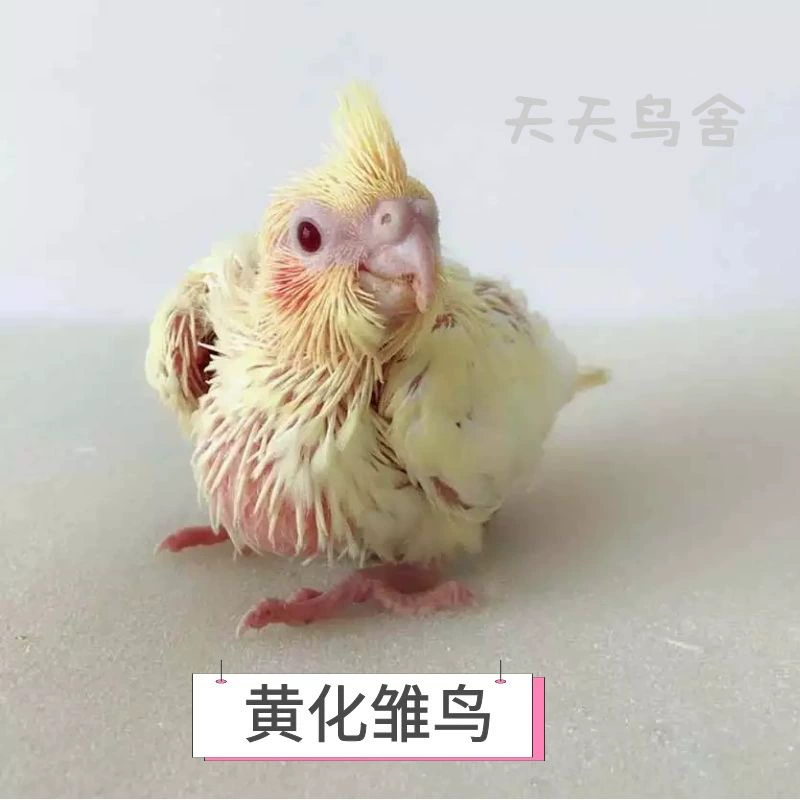 Цыплята попугая Xuanfeng, молодой попугай, оригинально серо-желтый, ручное выращивание, ферма, прямоволосое разведение, бесплатная доставка