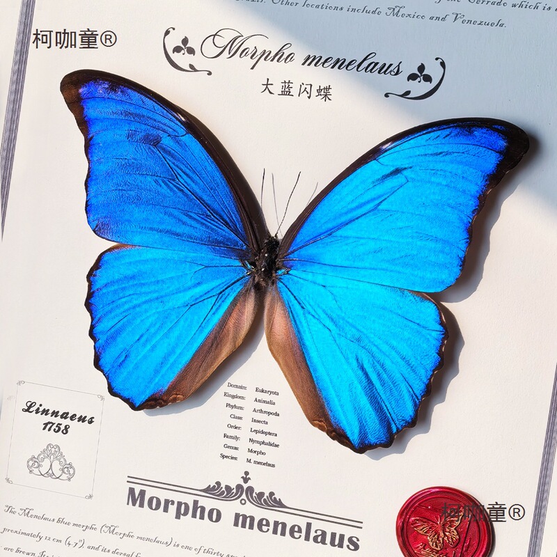 Butterfly Specimen Large Blue Finished Product Display Frame Blue Butterfly Photo Frame Decorative Ornaments Valentine's Day Birthday Gift Metabo