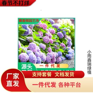 ��ݲ�ݮ�A�F������ʯ�ҟ������̨ͥԺ�ͺ�����ֲ���͕�ľ����