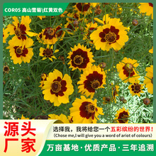 ɽѩշNĿջ^pļNRuշNlԴ^S