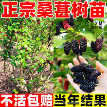 正宗桑葚树苗嫁接苗长果南北方种植盆栽地栽特大号果树苗当年结果