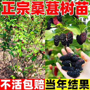 ����ɣ�ؘ���޽����L���ϱ����Nֲ���Ե����ش�̖�����箔��Y��