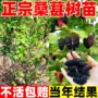 种植盆栽特大号正宗嫁接苗