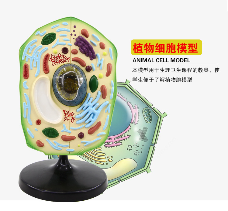 QH3216-2植物细胞模型_02.jpg