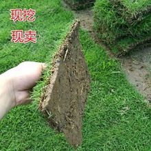 ��Ƥ���ƺ���������ɷf���@�G��ͥԺ�ļ����R�������X�ݎ���