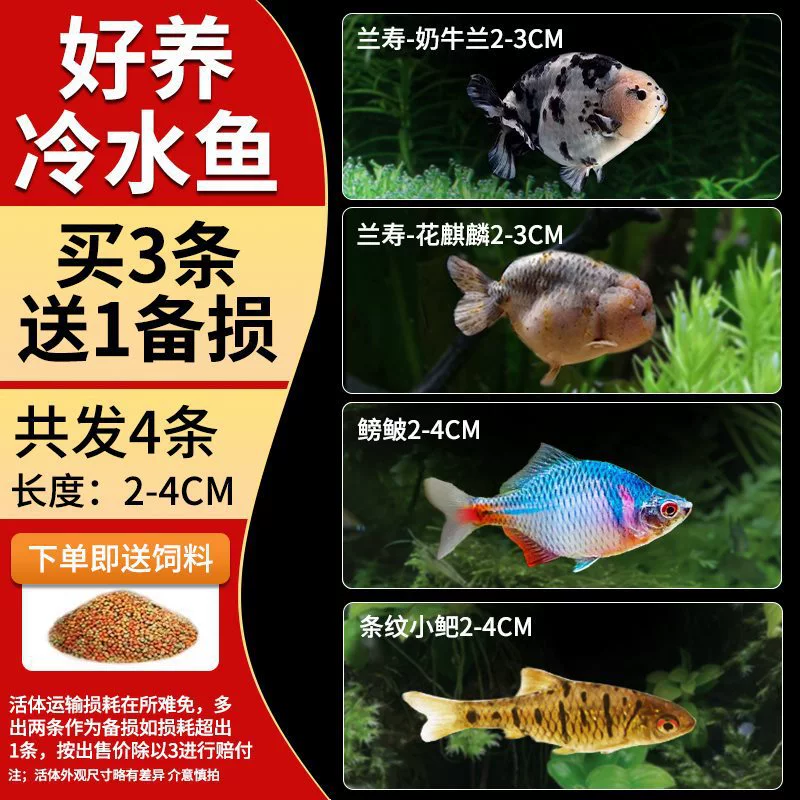 Саженцы холодноводной рыбы Yulan Shoujian, живая рыба, мелкая пресноводная, хорошее кормление, живая рыба Lili, Manlonfish
