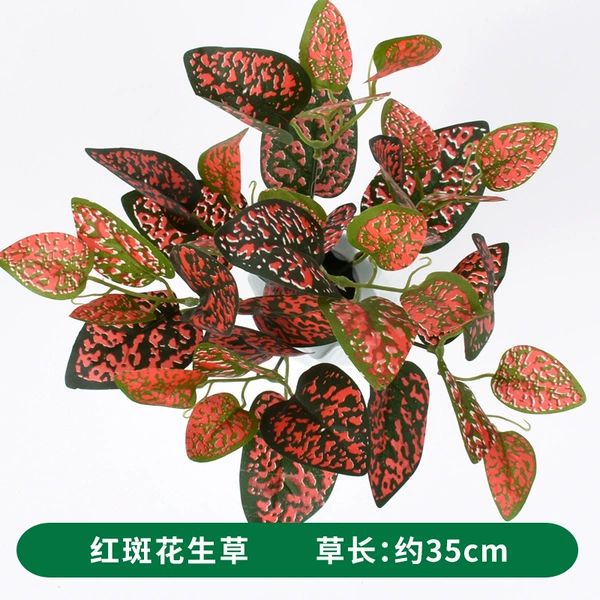 Red-spotted peanut grass