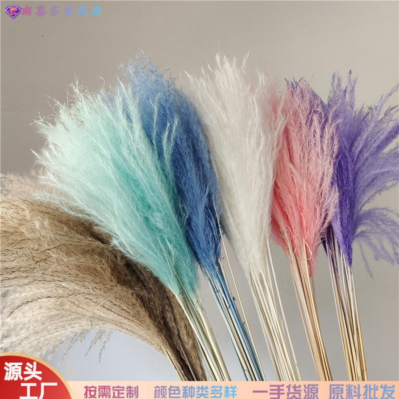 永生软毛拂尘干花亚马逊永生花干花diy花材波代发风干