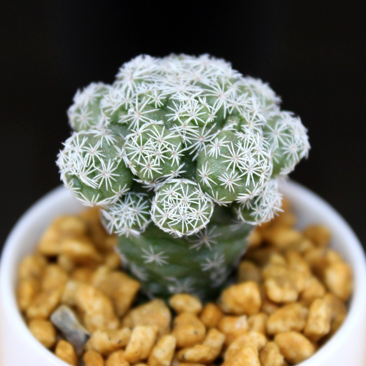 基地自产自销多肉植物批发小多肉花卉组合盆栽肉肉植物生石花玉露