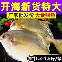 金鲳鱼新鲜镜鱼海鱼鲳鱼金昌鱼平鱼海鲜水产鲜活冷冻顺丰包邮
