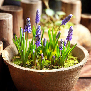 10�w�����L���ӷN����ͺ�ֲ���ﶬ���ܿ�ˮ�Bˮ�����ஔ��ٺϻ�