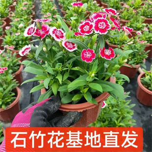 ���ʯ�����ͺ��͟�������ʯ�������׻�ͥԺ�������_�������ļ�