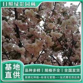 普贤象樱花培育基地 山东日照 6公分普贤象樱花树苗什么行情