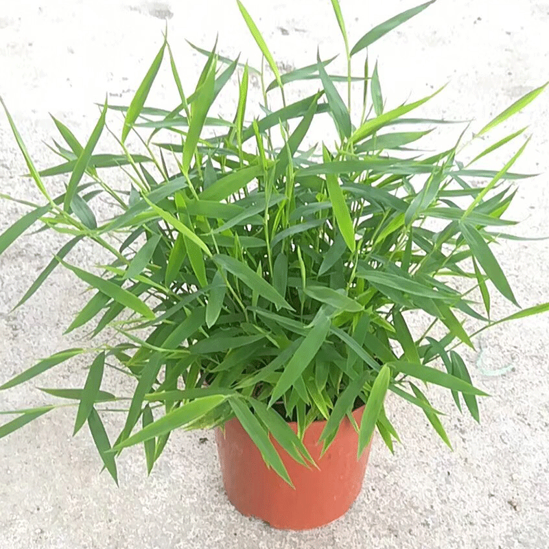 风竹批发姬翠竹 青轴力竹 米竹观音竹子 澳洲风竹 桌面绿植小盆栽-阿里巴巴