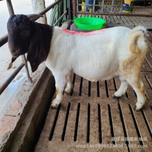 ����ɽ�� �������u�ѸC����ɽ�� ��̥���е�Сβ����ĸ��