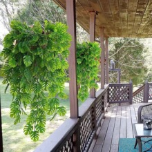 ����Gֲ������Ғ������ڒ��ٗl�ٻ������bҾӾGֲ�b�G�~