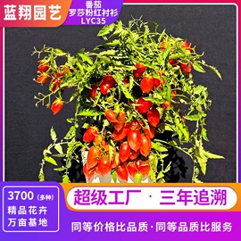 种子;种球;种苗