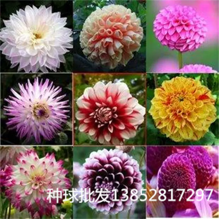 大丽花种球批发 大丽花  地瓜花 大丽菊花 好栽易活种球