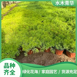 宿根花卉;灌木;盆栽